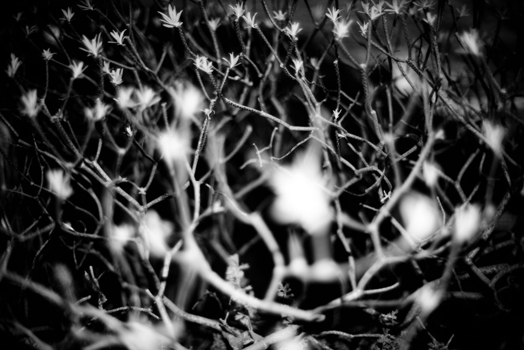 abstract bush at night