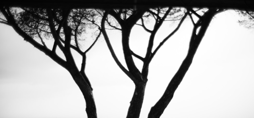 A tree with branching paths symbolizing the different stages of marketing for fine art photographers and artists, from narrative building to gallery pitching.